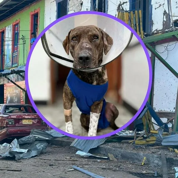 Perro 'Cojito' herido en Riofrío, Valle del Cauca.