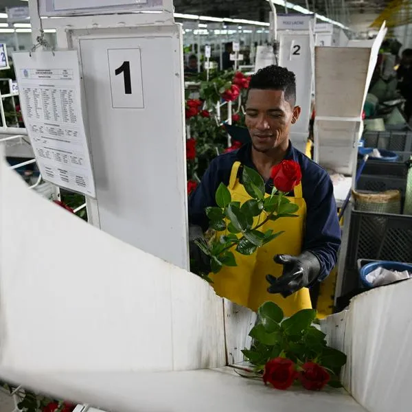 Floricultores se alistan para San Valentín.