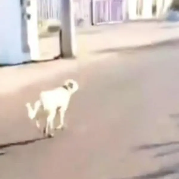 Buscan a los responsables del abandono de un perro en Santander; video muestra al animal corriendo detrás de sus dueños