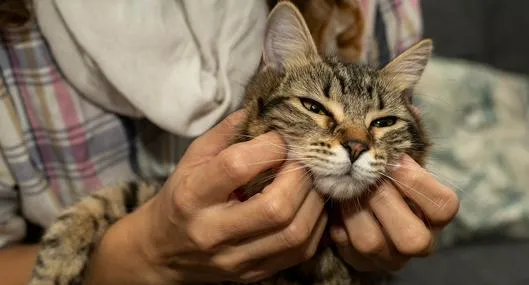 Persona acariciando gato, en nota sobre cómo despedirse de la mascota