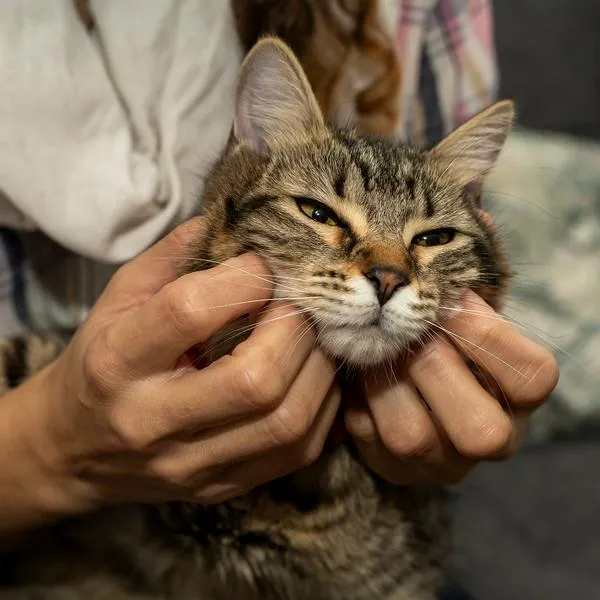 Persona acariciando gato, en nota sobre cómo despedirse de la mascota