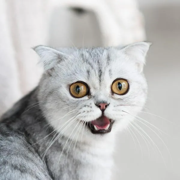 Gato, en nota sobre por qué abren la boca cuando huelen algo