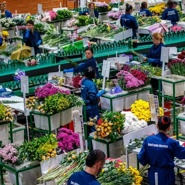 San Valentín: Plan Pétalo, que permite engranaje para exportación de flores colombianas