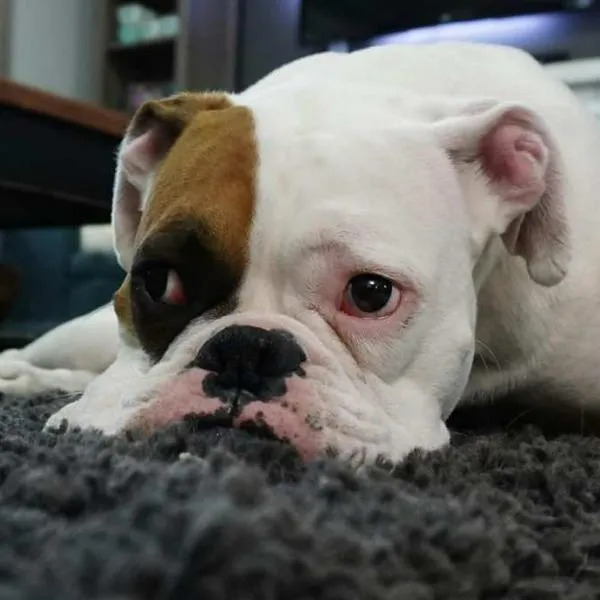 Multa de $ 700.000 para dueños de perros agresivos en conjuntos residenciales