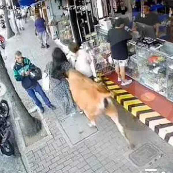 Video de vaca en Envigado corriendo por calles y embistiendo personas