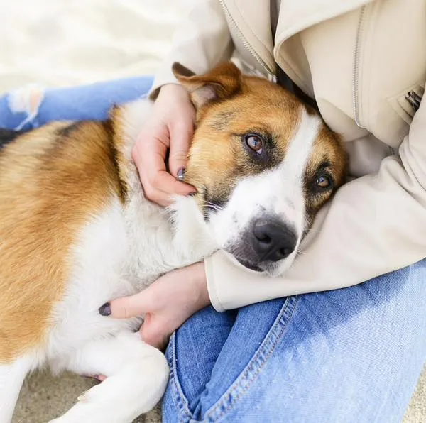 ¿Qué puedo hacer si no tengo dinero para un veterinario? 