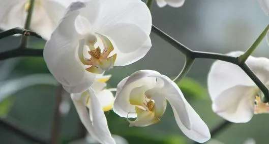 image_desktop