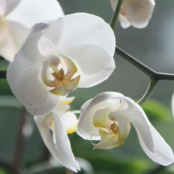 Foto de orquídeas, en nota de dónde es más común encontrar orquídeas en Colombia, en pueblo muy cerca a Bogotá