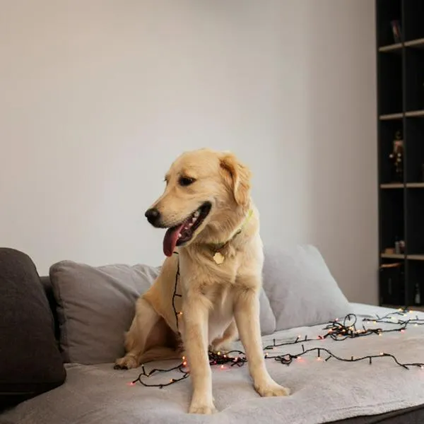 Vivienda en Colombia y multa de $ 432.000 por las mascotas que hagan ruido