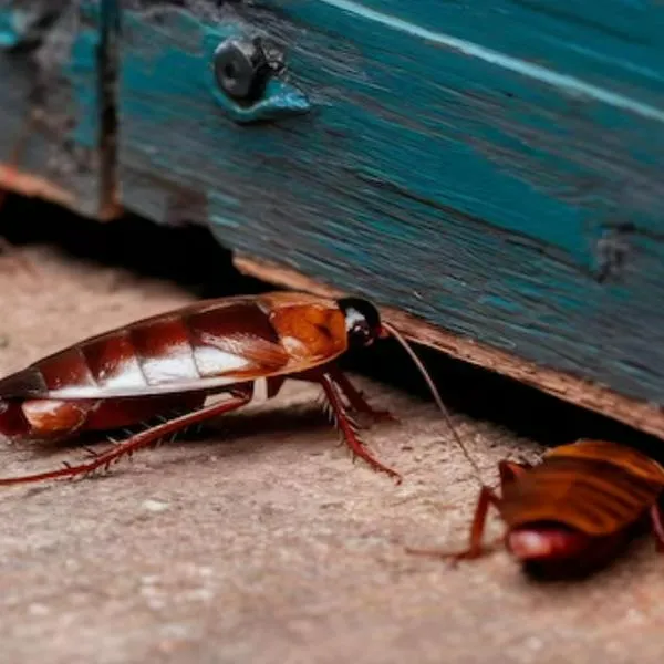 ¿Dónde se meten los bichos cuando llueve?