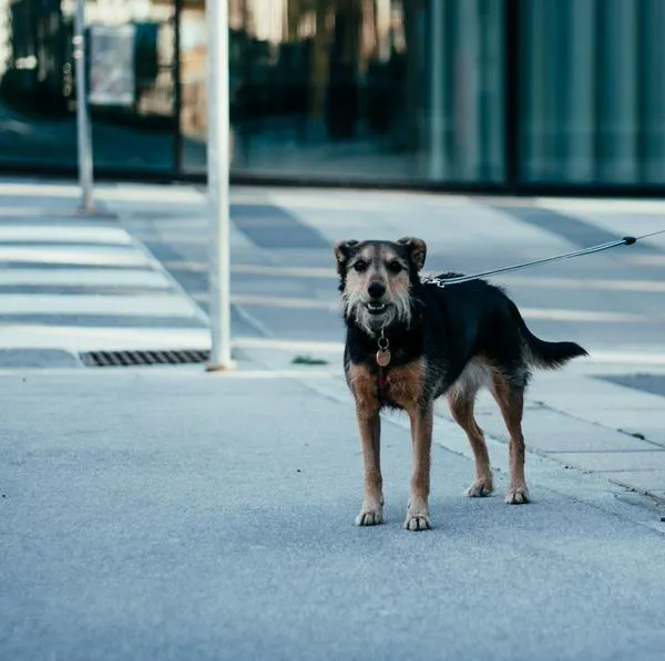 ¿Dónde denunciar cuando atropellan a un perro en Colombia?