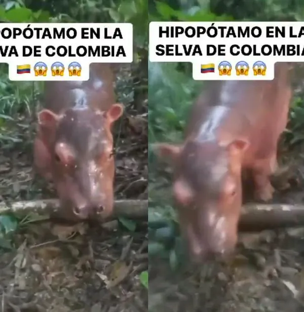Un video de una cría de hipopótamo en la selva colombiana se volvió viral y todo porque campesionos lo estarían críando y paseándolo.