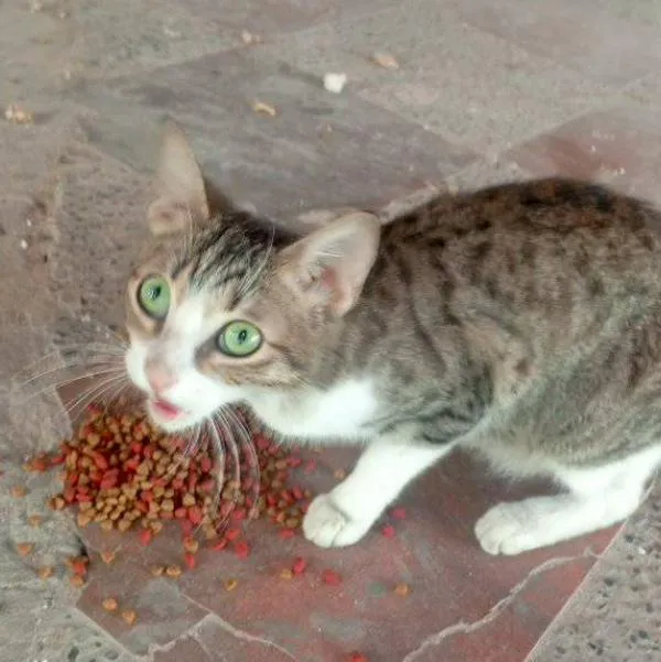 Gatos en Velódromo de Barranquilla.