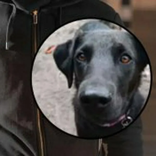 Negrita, la perra en Bella Suiza, Bogotá, que murió atropellada por unos ladrones, a quienes vecinos los golpearon
