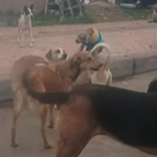 Desalojan hogar para 50 perros rescatados en Bogotá; todos se quedarán sin hogar. Varias personas han acudido al sitio para oponerse a la medida. 