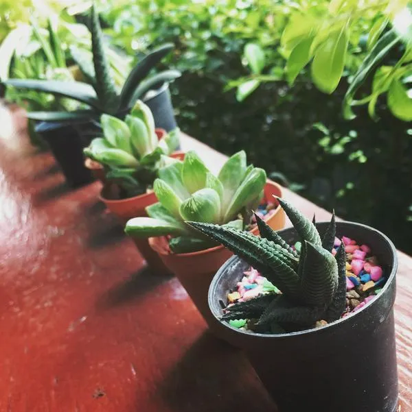 Qué le hace el agua de lluvia a las plantas: pilas si las deja afuera de la casa