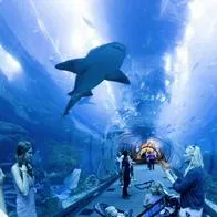 ¿Dónde se encuentra el mejor acuario del mundo? 