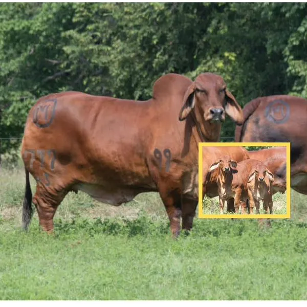 ¿Cuál es la raza de vaca más cara de Colombia? Sus crías valen $ 50'000.000