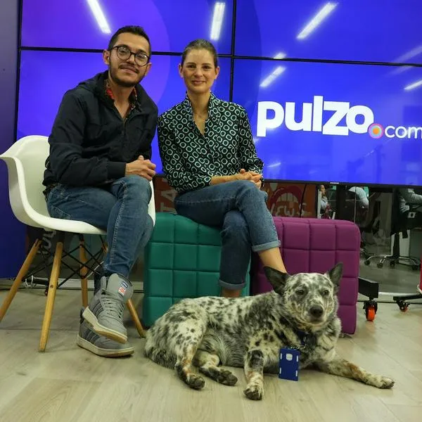 ¿Qué castiga la ‘Ley Ángel’ en Colombia? La norma en pro de la protección animal