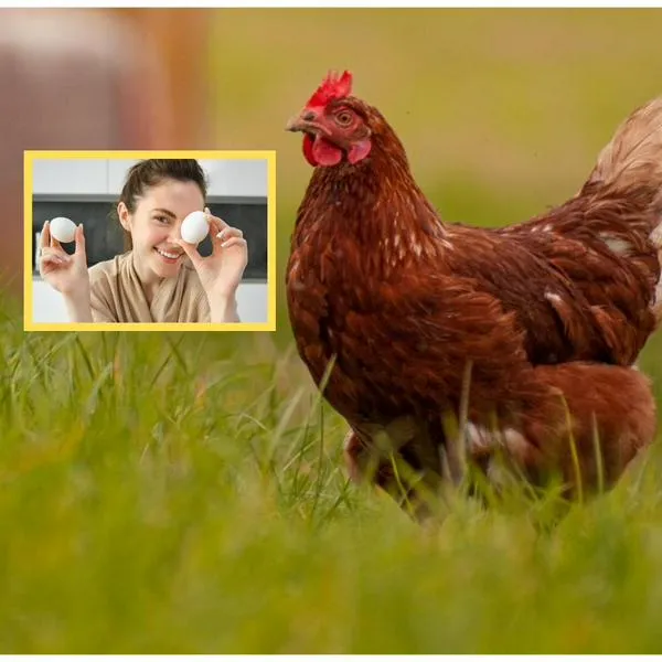 ¿Cuánto cuesta comprar una gallina ponedora? Guía para tener huevos en casa