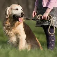 Foto de perro, en nota de qué dice Ley de propiedad horizontal sobre mascotas en Colombia 