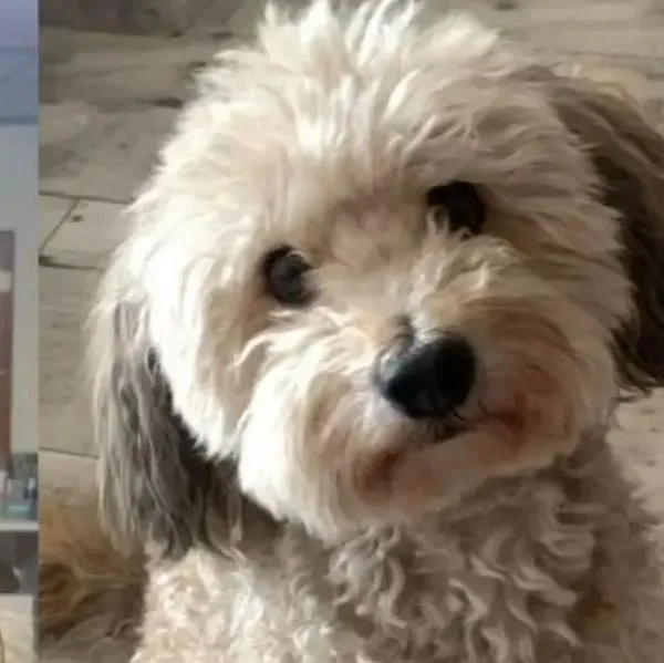 Ladrones en Bogotá se robaron carro con mascota en su interior y familiares viven drama