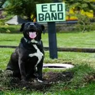 Baños para mascotas en Bogotá