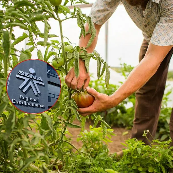 ¿Qué cursos agropecuarios hay en el Sena? 
