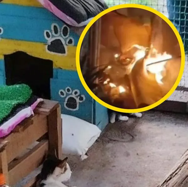 Incendio en refugio de gatos en Cartagena.