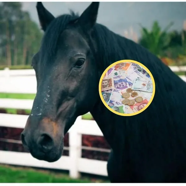 ¿Cuál es el caballo más caro de Colombia? El precio lo pone a cabalgar