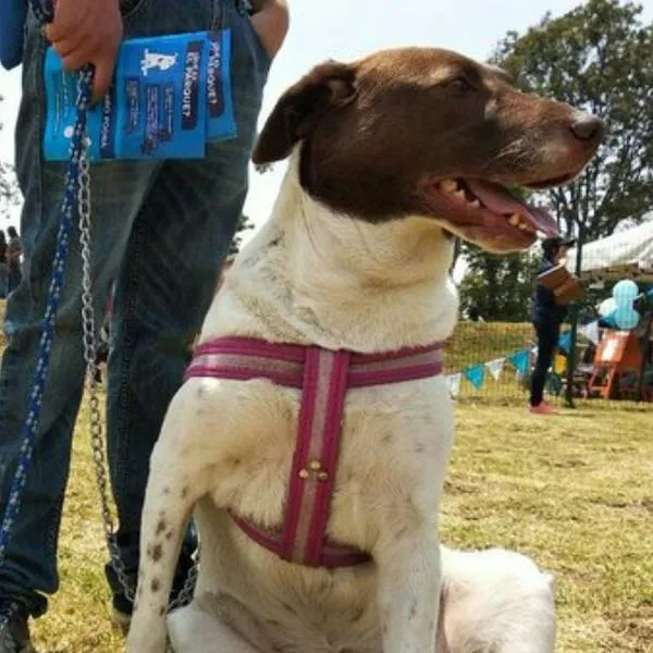 Así es el parque para perros en Bogotá ubicado el Simón Bolívar