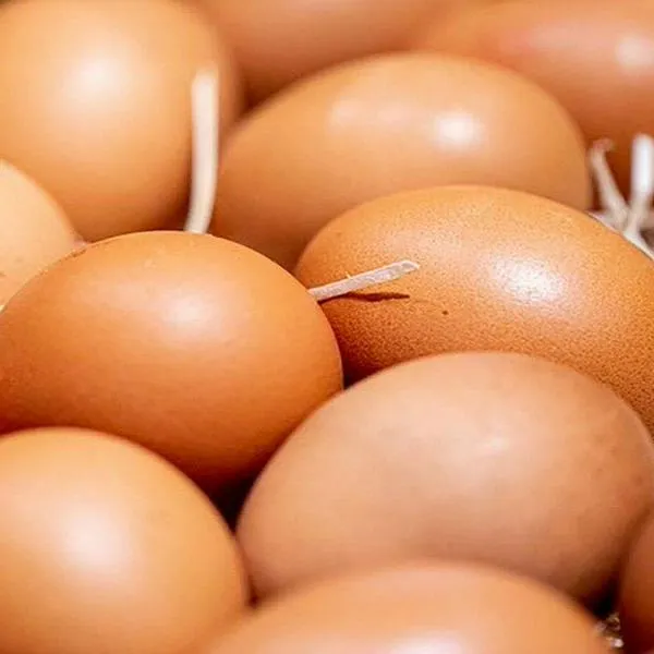 AVINAL, empresa de huevos, dan aviso sobre los AA, AAA que se venden en Colombia