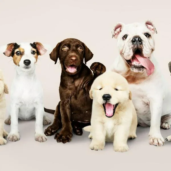 Laika sorprendió a los dueños de mascotas con nuevo servicio de suscripción