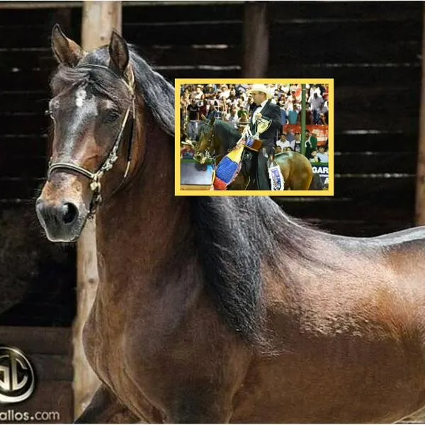 ¿Cuál es el mejor caballo de Colombia? Es campeón mundial y salto vale $10.000.000