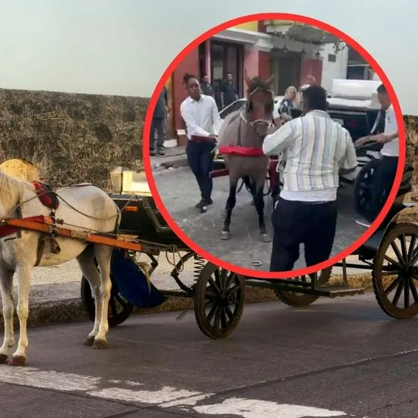 Caballos en Cartagena.