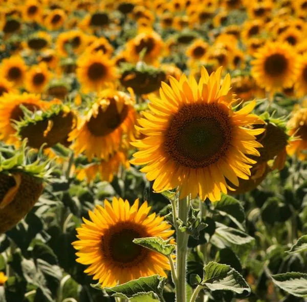 ¿Dónde hay campos de girasoles en Colombia? 