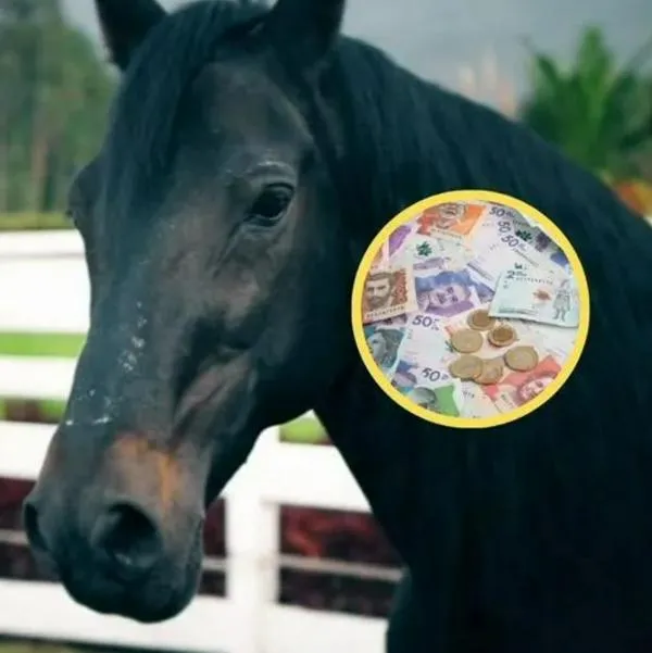 ¿Quién es el dueño del caballo fino más caro de Colombia?