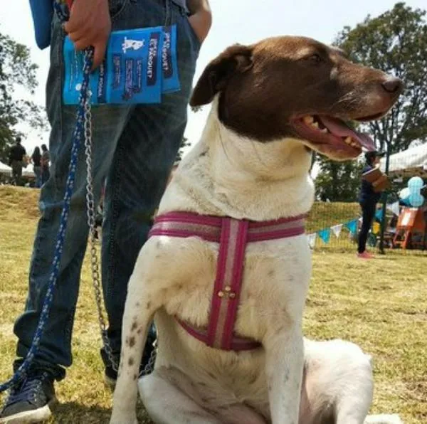 Las personas con estoas mascotas en propiedades horizontales deberán emplear una norma especial, de lo contrario, tendrían que pagar costosa sanción.