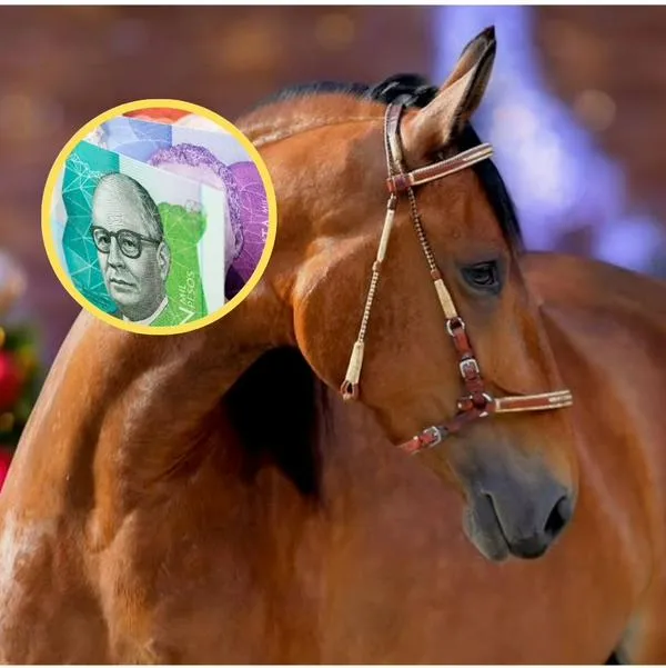 ¿Cuál es la mejor yegua de Colombia? Vale millones y es hija de famoso caballo
