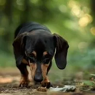 Tragedia familiar por ataque de perro salchicha a bebé en Seversk, Siberia