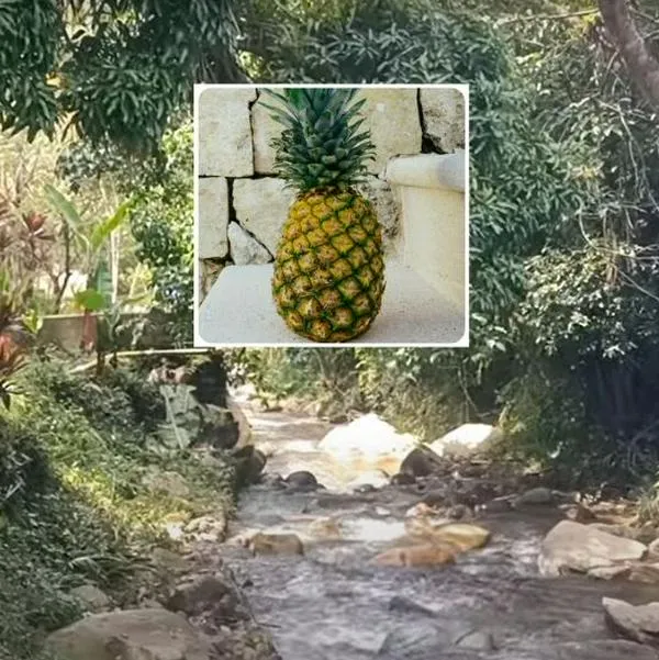 Fotos de Barbosa y piña, en nota de dónde queda Barbosa, cerca a Medellín, pueblo conocido como capital de la piña