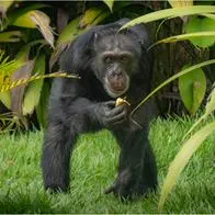 Yoko, el último chimpancé de 36 años en cautiverio en Colombia, llegó a santuario en Brasil