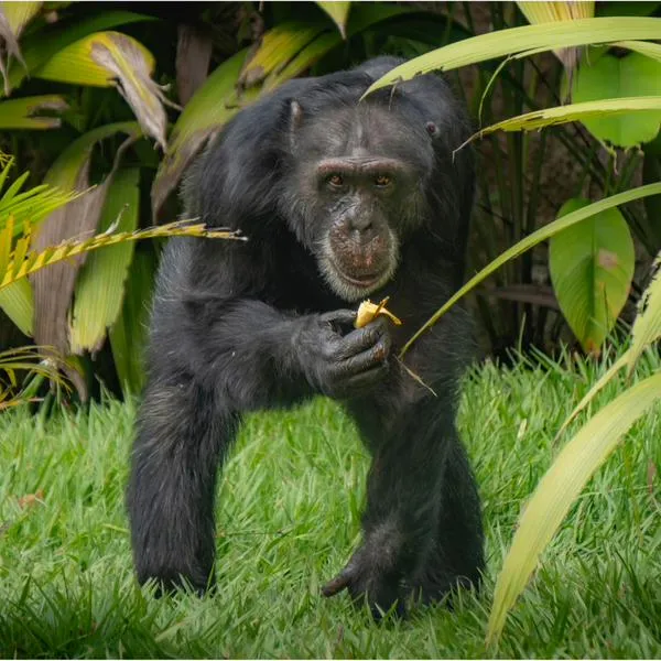 Yoko, el último chimpancé de 36 años en cautiverio en Colombia, llegó a santuario en Brasil