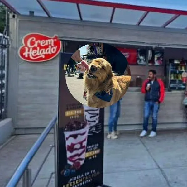 Dónde comprar en Crem helado en Bogotá: tienda poco conocida con más sabores