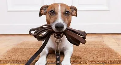 Perro, en nota sobre cómo calmar la ansiedad de la mascota con sencillos trucos