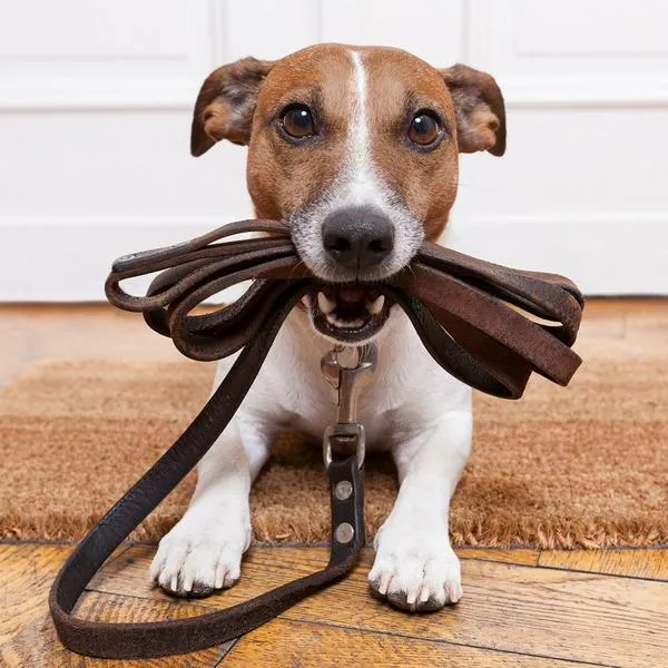 Perro, en nota sobre cómo calmar la ansiedad de la mascota con sencillos trucos