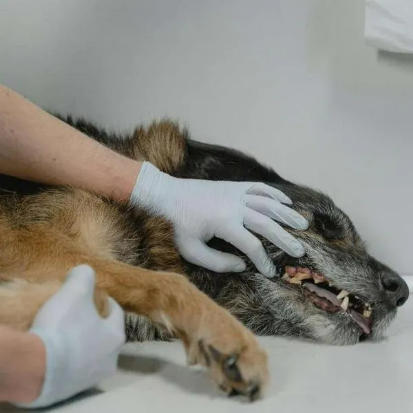 Foto de perro enfermo, en nota de cómo detectar cáncer en perros y gatos, síntomas, razas más propensas y cuidados