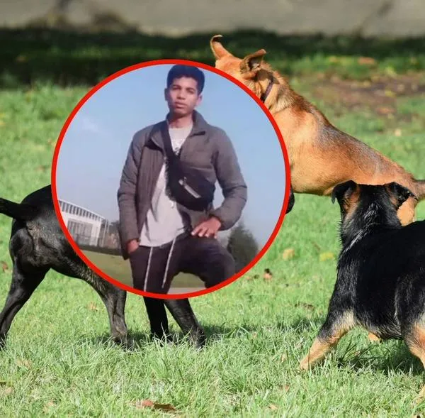 Qué pasó con los perros que atacaron a joven que perdió sus dos brazos en Bogotá