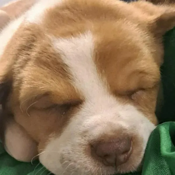 Hombre abandonó a cachorro en un baño del aeropuerto por no pagar un costo adicional en vuelo