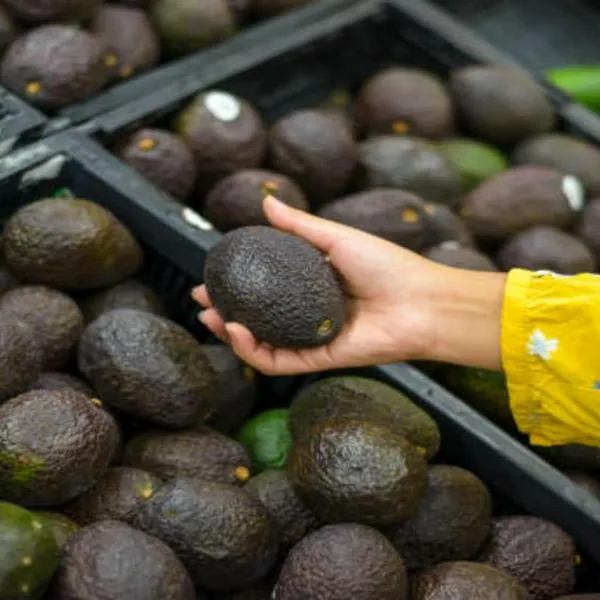 Aguacate hass y su negocio de importación a EE. UU. tendría crisis por los aranceles impuestos por Donald Trump